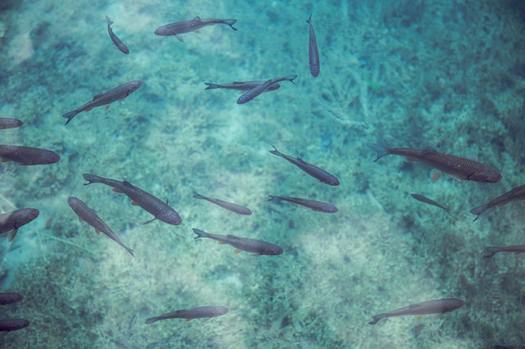 Forage fish are small, nutrient-rich species that serve as food for predators like saltwater fish, sharks, coastal birds and marine mammals. (Pexels/Milada Vigerova)