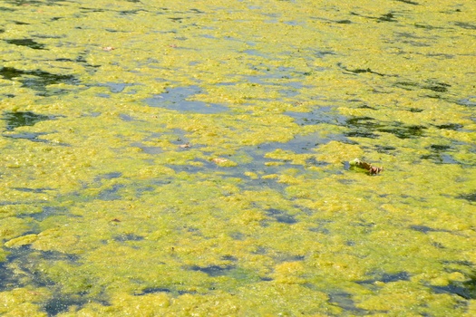 A new study says harmful algal blooms are another threat to freshwater lakes, as they see declining oxygen levels brought on by rising temperatures. (Adobe Stock)