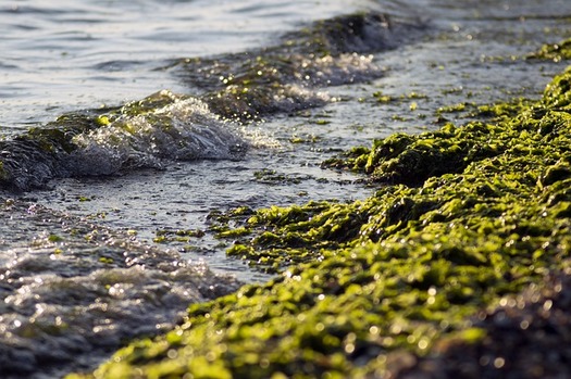 Florida's Blue-Green Algae Task Force outlined in 2019, 