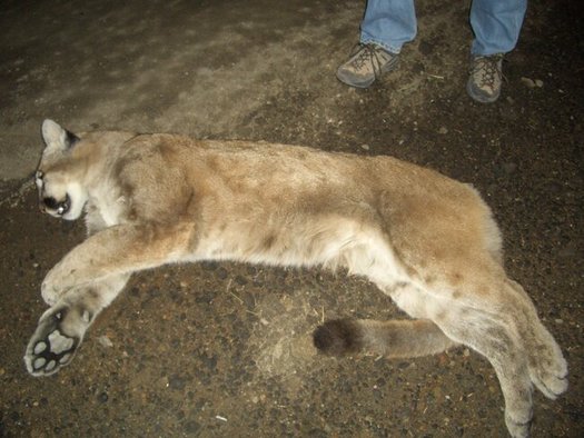 Collisions between cars and mountain lions are a particular concern on highways along the mountain ranges of Southern California. (Mia and Steve Metsdagh/Wikimedia Commons)