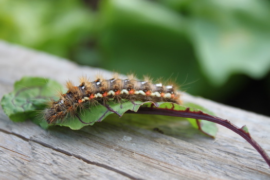 Browntail moth cocoons can be found on the outsides of buildings and vehicles, on outdoor equipment, plant stems, branches and foliage. (Robirensi/Adobe Stock)