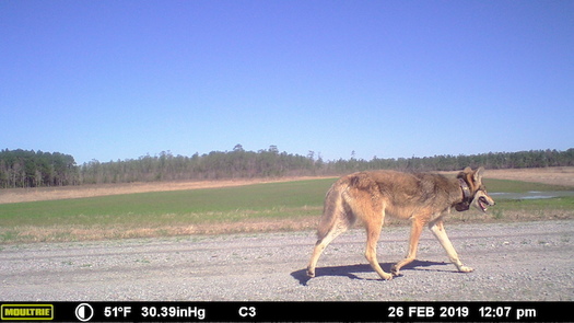 In a 2016 poll by the group Defenders of Wildlife, 73% of North Carolinians said they support red wolf recovery. (Wildlands Network)