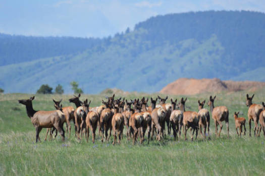 Hunting, fishing and wildlife viewing contributes $5 billion in economic activity each year in Colorado. (Ryan Moehring/USFWS)