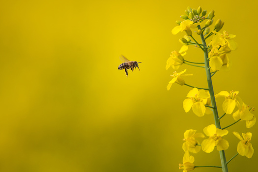 Maine's ban on neonicotinoids prevents both private consumers and licensed applicators from using the pesticide. (lightpoet/Adobe Stock)