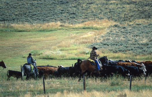 Independent cattle ranchers feel the squeeze from large meatpacking companies such as JBS. (Gerwin Schadl/Adobe Stock)