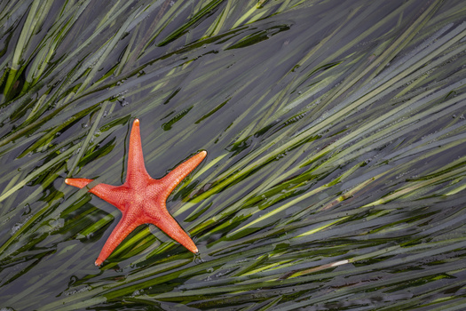 A new report looks eelgrass restoration projects on the West Coast, including 14 in Washington state. (Danita Delimont/Adobe Stock)