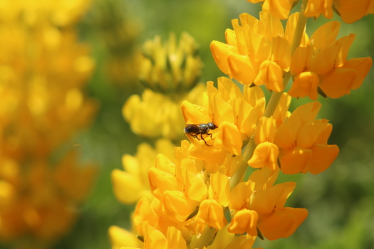 Animan a jardineros a plantar flores aptas para abejas que florecen en sucesin para sustentar a los insectos durante toda la temporada. (David Bryant/California Native Plant Society)