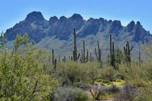A stand of Saguaro cactus and Ironwood trees are framed by Ragged Top Mountain in Arizona's  Ironwood Forest National Monument. (TeressaJackson/Adobe Stock)