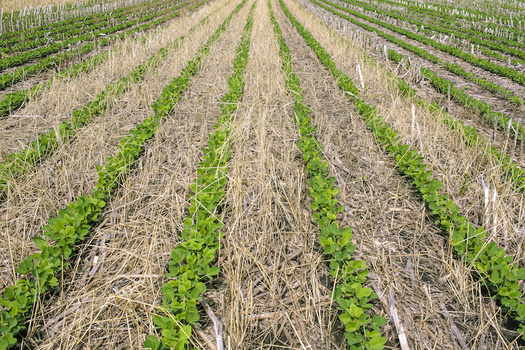 Illinois is responsible for 20% of the nitrates that have caused a dead zone in the Gulf of Mexico, and thousands of rural water wells across the state have high levels of nitrates. (bmargaret/Adobe Stock)