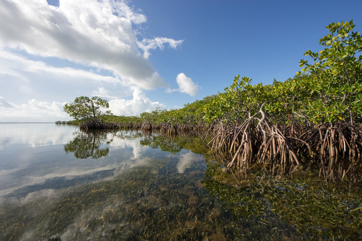 Florida mangroves' natural ability to curb flooding protected over 626,000 people during Hurricane Irma in 2017, according to a University of California Santa Cruz report. (Adobe Stock)