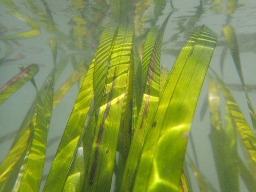 A new study says California's eelgrass beds have been decimated by pollution, dredging, development, sea level rise and other problems. (Kathyrn Beheshti/U.C. Santa Cruz)