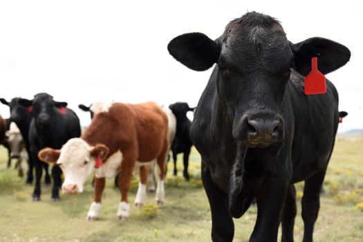 For decades, farmers have called on the USDA to take antitrust action against what they say is anticompetitive behavior in consolidated ag markets. (Adobe Stock)