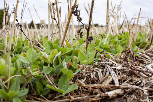 Cover crops can improve water infiltration into the soil and some, like legumes, also are natural fertilizers. (bmargaret/Adobe Stock)