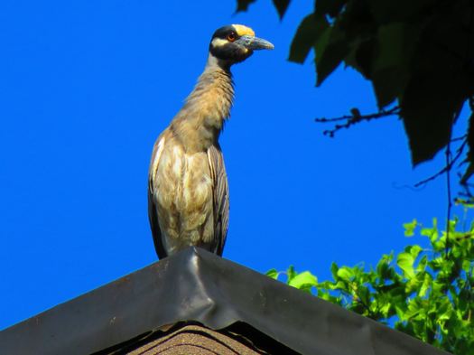 A yellow-crowned night heron seen on a Harrisburg rooftop. State ornithologist Sean Murphy says a few years ago, a night heron nest was found in a sycamore tree on the Governor's Residence property. (Jen Hirt)