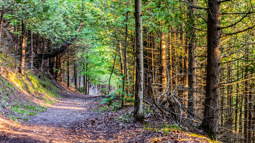 Michigan has 103 state parks that span nearly 300,000 acres. (Kyle Stopczynski/Adobe Stock)