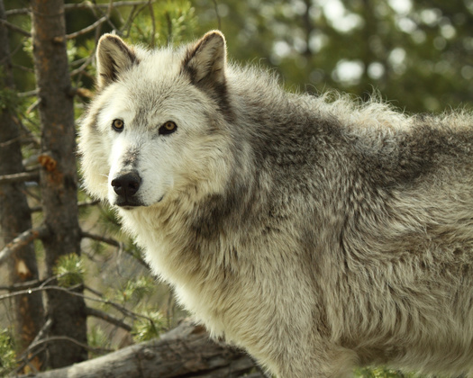 There are more than 1,100 wolves in Montana, according to recent state estimates. (gatito33/Adobe Stock)