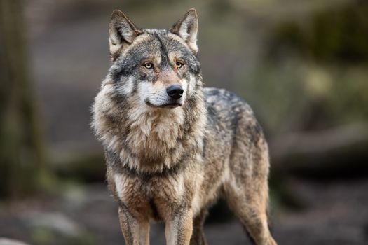 University of Wisconsin researchers estimate the state's gray wolf population sits at about 700, a 30% drop they believe was caused by poaching and a licensed hunt after federal protections were removed. (Adobe Stock)