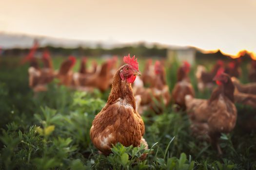 Several agriculture commodities, including poultry, are controlled by four or five large corporations within each market. (Adobe Stock)