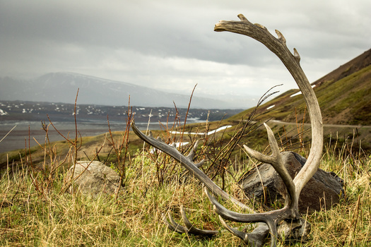 Chronic wasting disease spreads through prions, which, unlike bacterial and viral infections, don't die with infected animals. Prions persist in the soil, and can be transmitted to animals through plants growing in infected areas. (Adobe Stock)