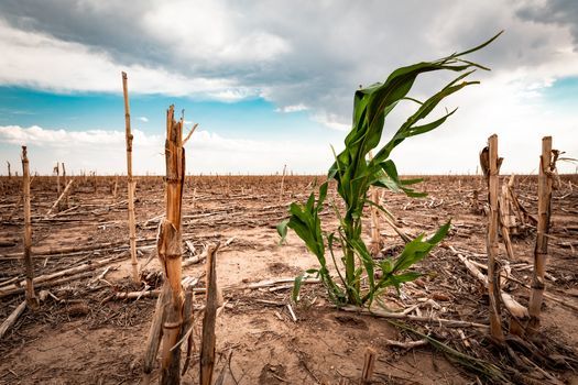 By 2050, South Dakota could see a 75% increase in the severity of widespread summer drought conditions. (Adobe Stock)