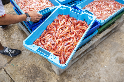 Trawl nets are responsible for the majority of fish and shrimp catches worldwide. (Adobe Stock)