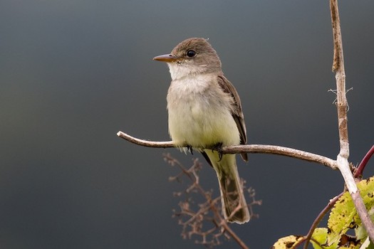 Because of river-flow reductions and habitat alteration and loss, the southwestern willow flycatcher teeters on the brink of extinction. (eBIrd.org)