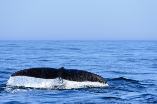 The right whale population has decreased by more than 100 animals since 2010. (Stephen Meese/Adobe Stock)