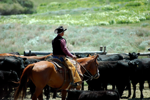Industry observers say just four companies control nearly 80% of all the beef slaughtered in the United States. Advocates for livestock producers say it affects their bottom line. (Adobe Stock)