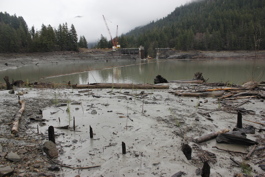 The Lower Elwha Klallam Tribe is helping plant life come back to areas near the former site of the Elwha River Dam. (Mike McHenry)