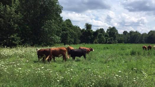 Normanton Farms is joining one of the Agrarian Trust's 13 Commons across 12 different states. (Normanton Farms)