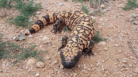 The Gila monster is listed as a protected species in Nevada. Wildlife officials would like to boost its population by importing lizards from Utah.(Josh Olander/Wikimedia Commons)