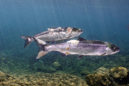 As the Northwest feels the summer heat, salmon are struggling to migrate hundreds of miles upstream. (Conrad Gowell/Columbia Riverkeeper)