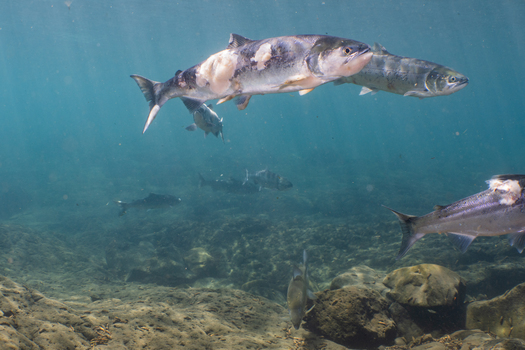 A video from July shows sockeye salmon with red lesions and fungus because of the Columbia River's hot water. (Conrad Gowell/Columbia Riverkeeper)