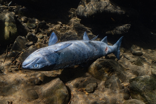 Struggling salmon also are bad news for the orcas of the Northwest that rely on them. (Conrad Gowell/Columbia Riverkeeper)