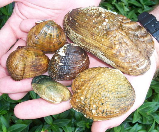 About 25 species of mussels live in the freshwater rivers and streams that flow into Chesapeake Bay. (Flickr)