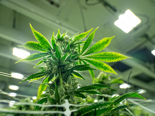 Arkansas True Grass's proposed amendment would have the state's Agriculture Department regulate the recreational marijuana industry. (Adobe Stock)