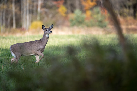 Chronic wasting disease can be transmitted between deer, along with food and soil contaminated by bodily fluids. (Adobe Stock)