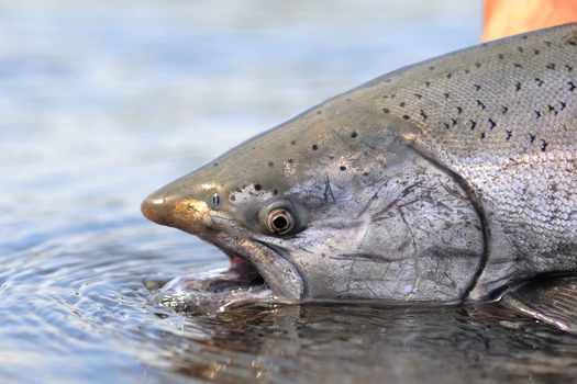 Chinook salmon spawn in four runs per year. The eggs, fry and juveniles in the winter and fall runs are expected to be harmed this year by water flows that are too warm. (dhogan172/Adobe Stock)
