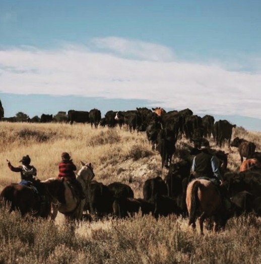 There are more than 58 million acres of farm and ranch land in Montana. (Annika Charter-Williams)