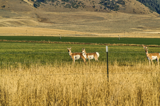 Pronghorn populations migrate more than 200 miles between Montana and Canada. (Sue Smith/Adobe Stock)