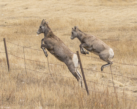 Bighorn sheep can run into fencing while migrating in Colorado. (richardseeley/Adobe Stock)