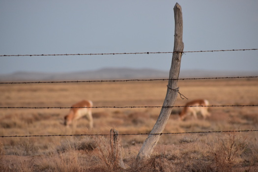 There are 40,000 to 45,000 pronghorn in New Mexico, according to recent estimates from state wildlife officials. (Brianna/Adobe Stock)