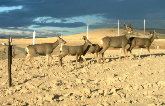 Wildlife overpasses such as this one help mule deer on their migration, which can be up to 100 miles long. (Nevada Department of Wildlife)