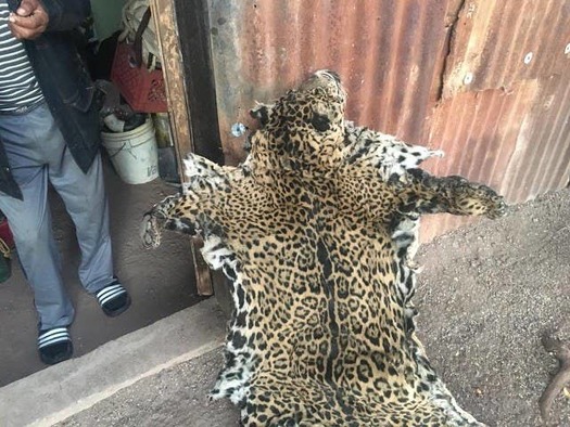 Groups Look to Expand Jaguar Habitat After Victory Against Proposed Mine /  Public News Service