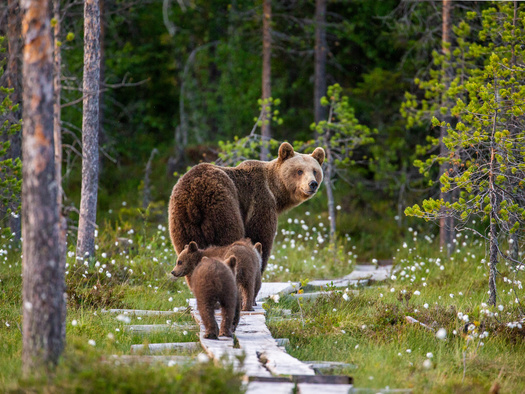 During late summer and fall, bears eat and drink nearly nonstop in preparation for winter hibernation, a process known as hyperphagia. (Adobe Stock)