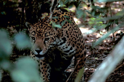 The jaguar named 