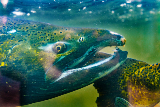 Sen. Patty Murray, D-Wash., has proposed $1 billion in culvert removal and restoration for salmon in the budget-reconciliation bill. (Bill Perry/Adobe Stock)