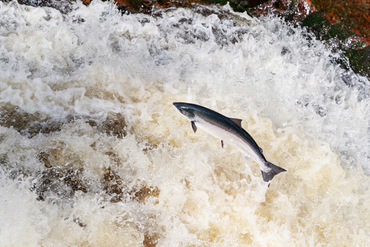 Roughly 1,000 Atlantic salmon remain in the Gulf of Maine. (jamie/Adobe Stock)