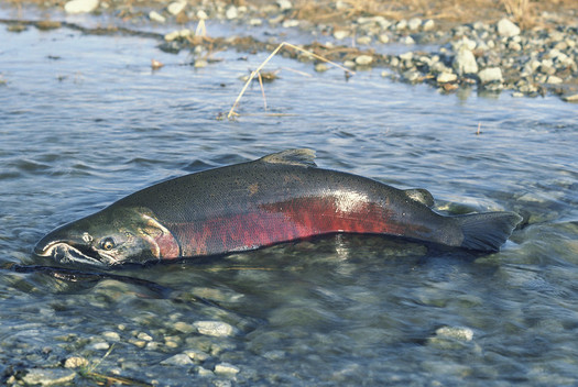 Rep. Mike Simpson, R-ID, has proposed a $33.5 billion plan to save Chinook salmon and other endangered fish in the Columbia River Basin. (BLM/Flickr)