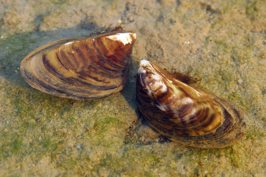 Zebra mussels are among the aquatic invasive species that have surfaced in Minnesota lakes. (Adobe Stock)